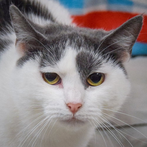 picture of the cat needing adoption