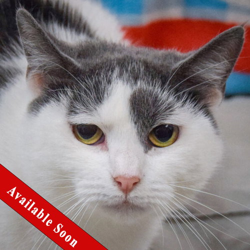 picture of the cat needing adoption