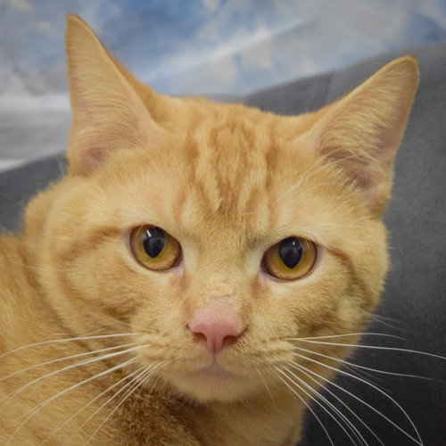 picture of the cat needing adoption