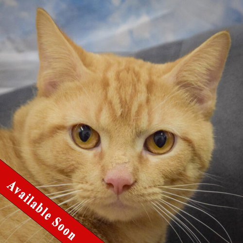 picture of the cat needing adoption