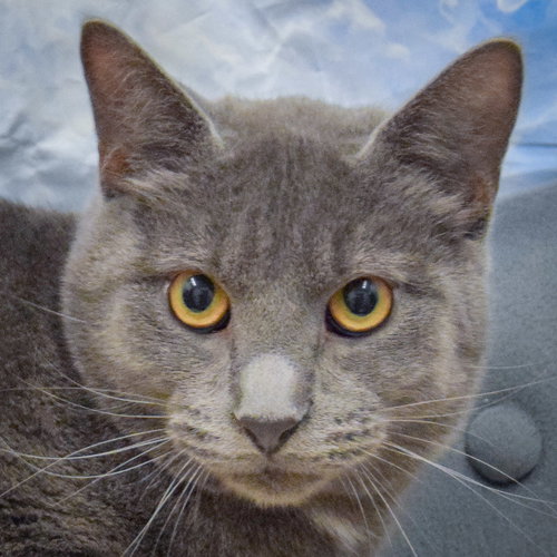 picture of the cat needing adoption