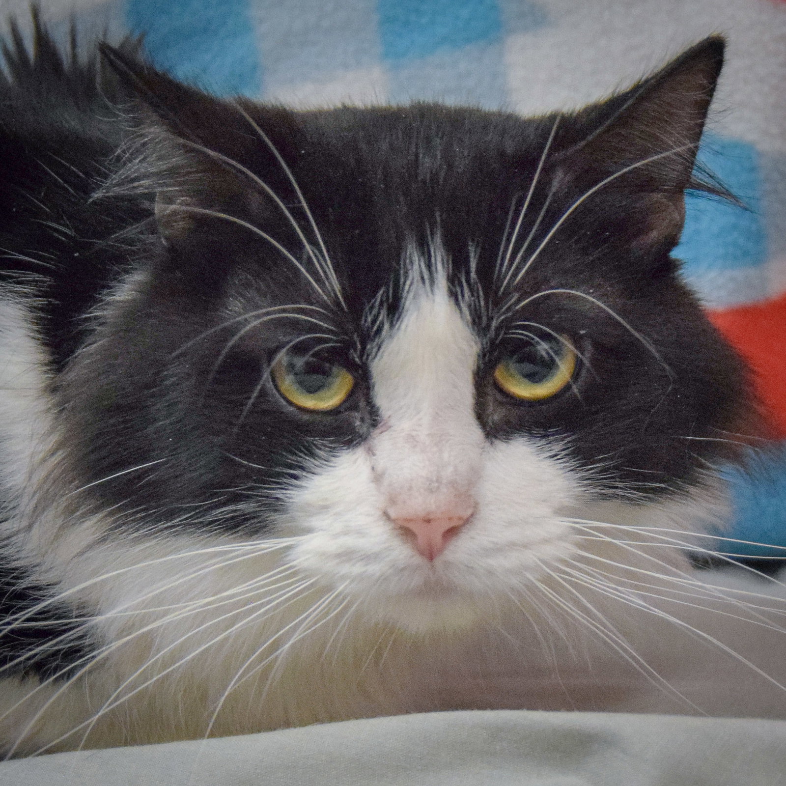 Max Image