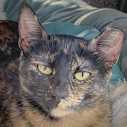 picture of the cat needing adoption