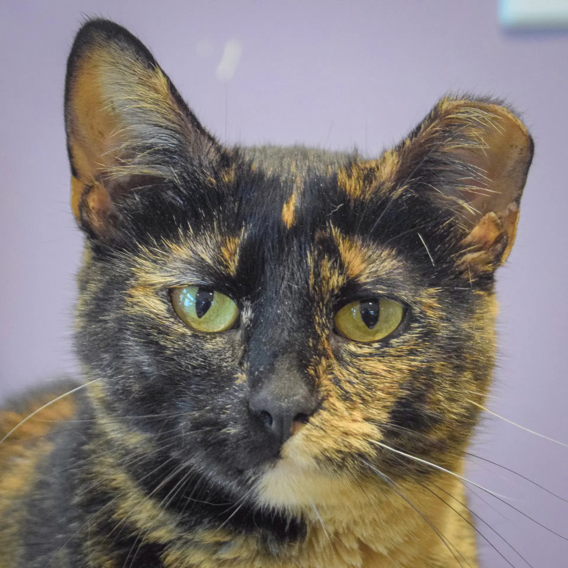 Hazel - Tortoiseshell