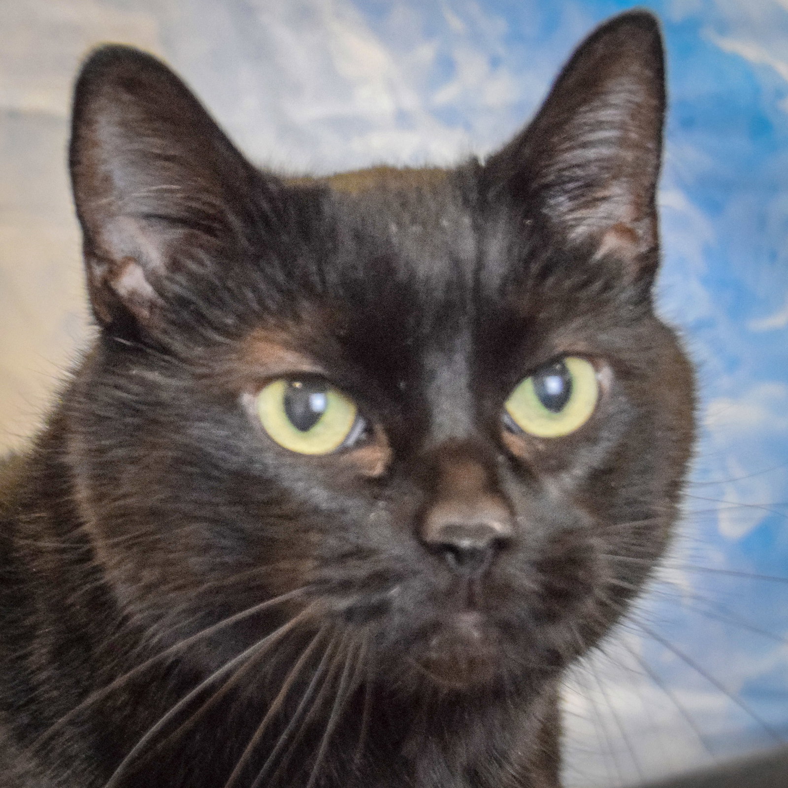 Rosie Image