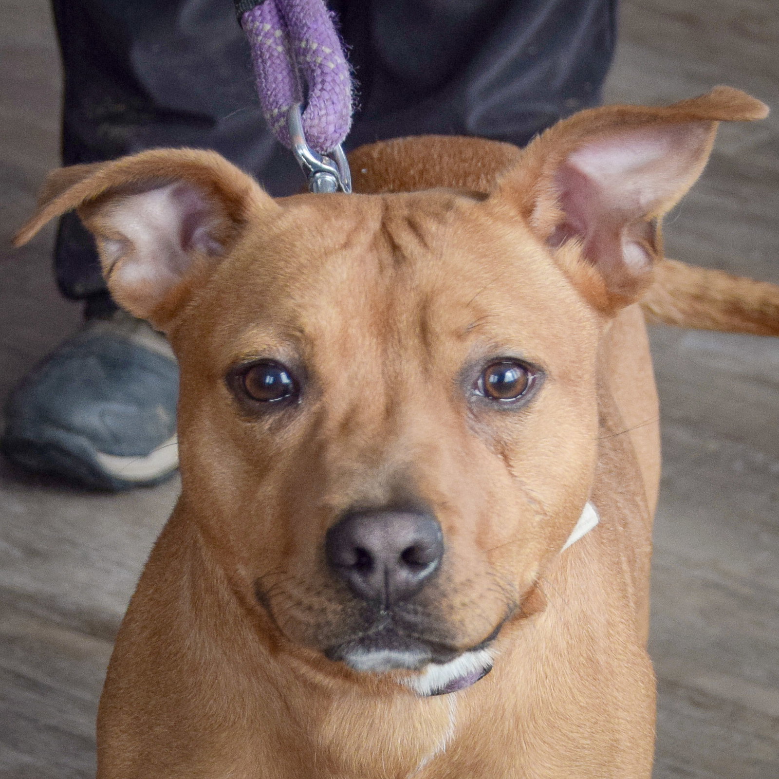 Bailey Image