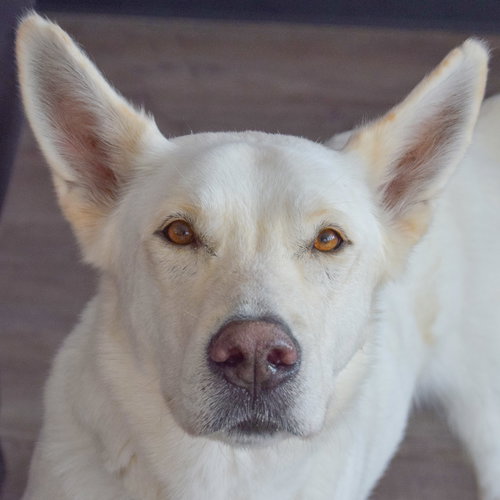 picture of the dog needing adoption