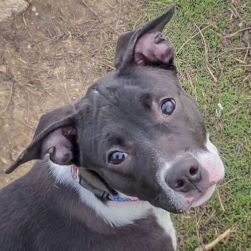 picture of the dog needing adoption