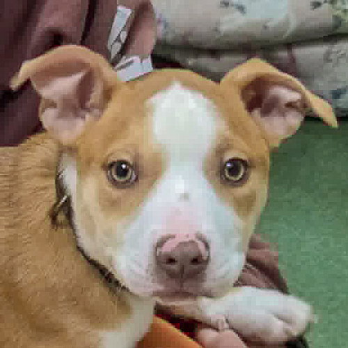 picture of the dog needing adoption