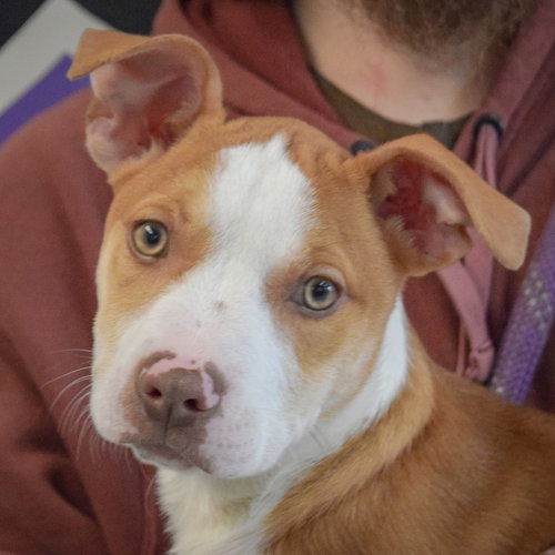 picture of the dog needing adoption