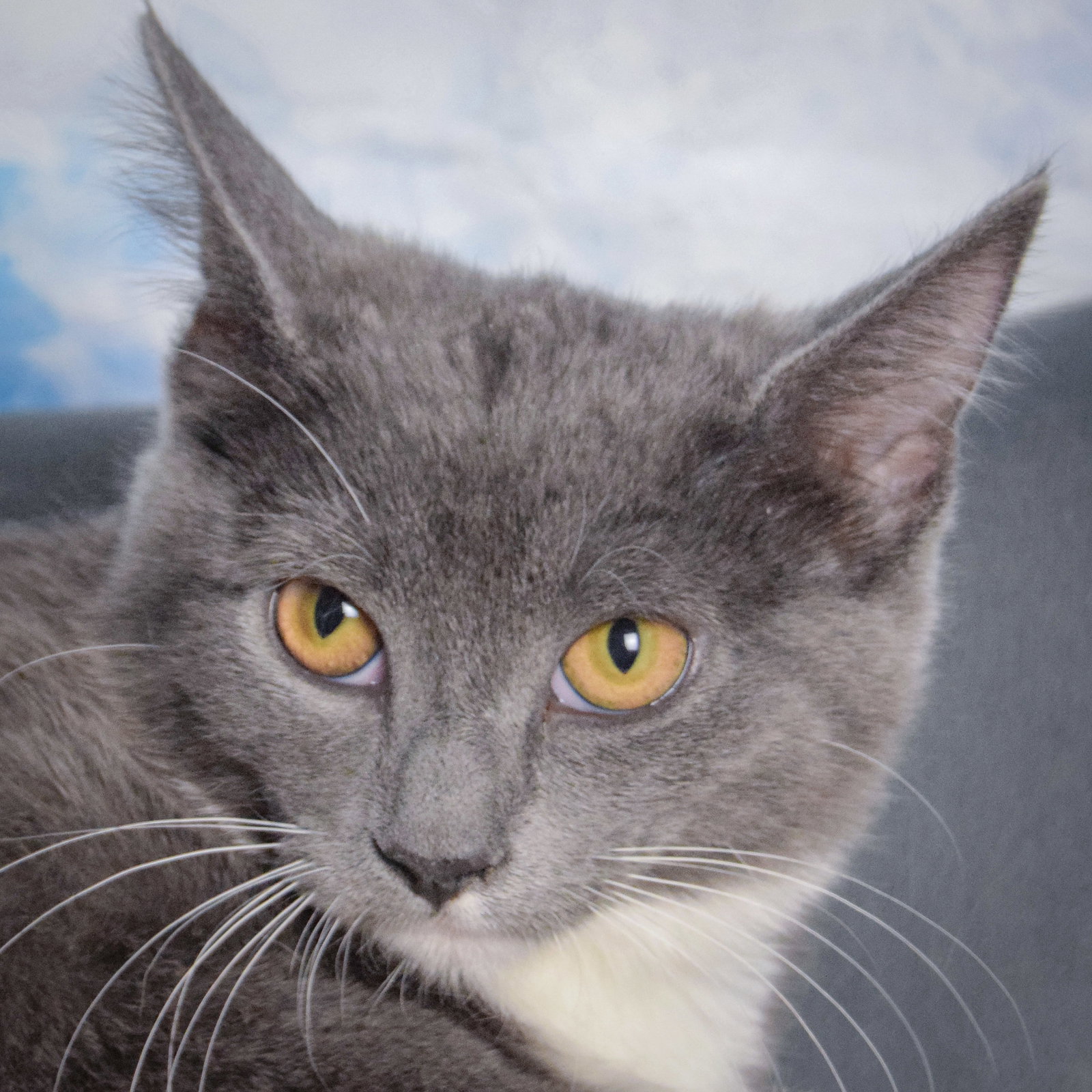 Sawyer Image