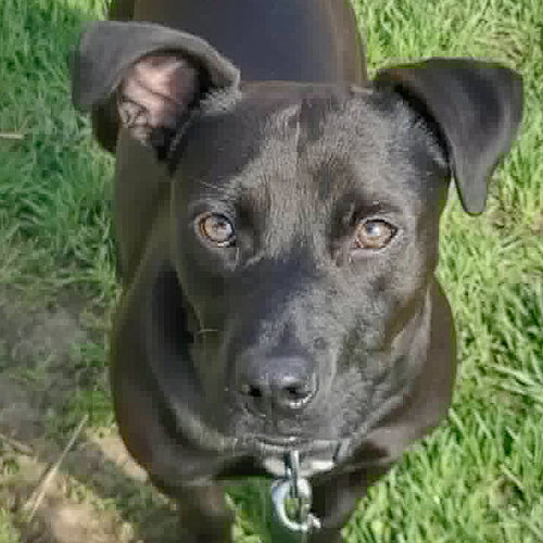 Bo, an adoptable Labrador Retriever in Huntley, IL