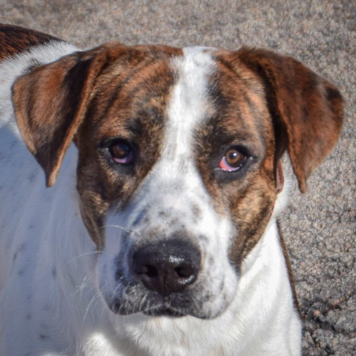 picture of the dog needing adoption