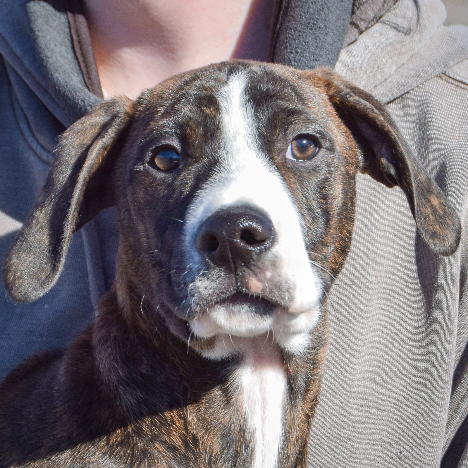Boxer