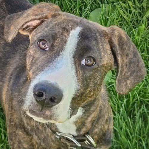 Carlisle, an adoptable Boxer in Huntley, IL