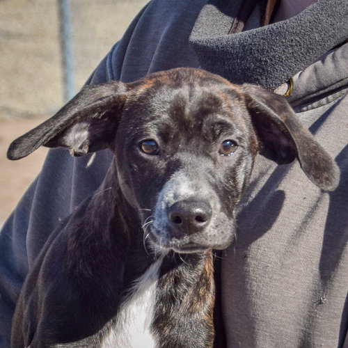 picture of the dog needing adoption