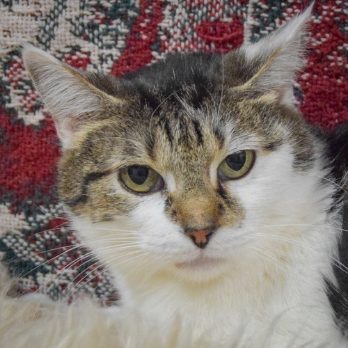 picture of the cat needing adoption