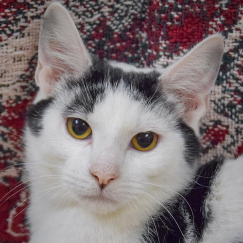 picture of the cat needing adoption