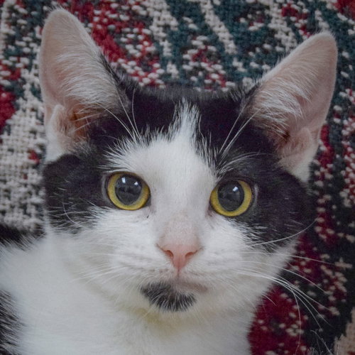 picture of the cat needing adoption