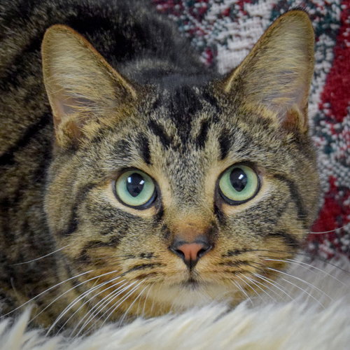 picture of the cat needing adoption