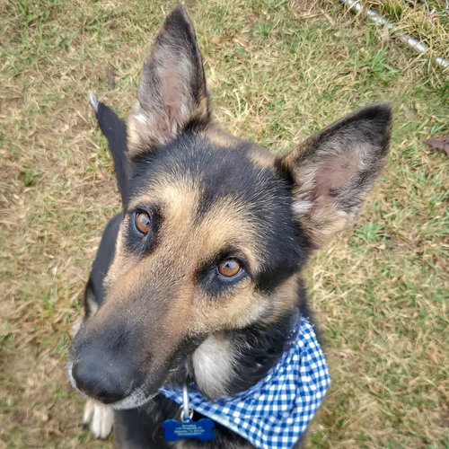 picture of the dog needing adoption