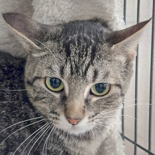 picture of the cat needing adoption