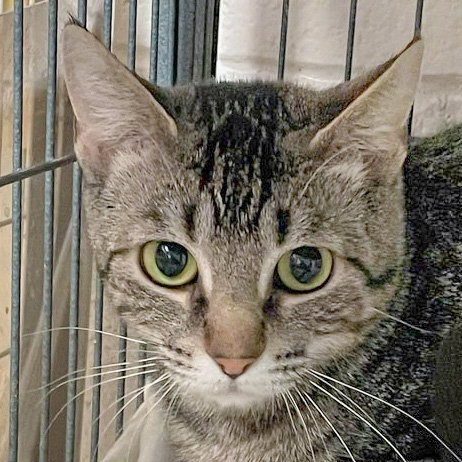 Bubbles, an adoptable Tabby in Huntley, IL