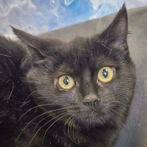 picture of the cat needing adoption