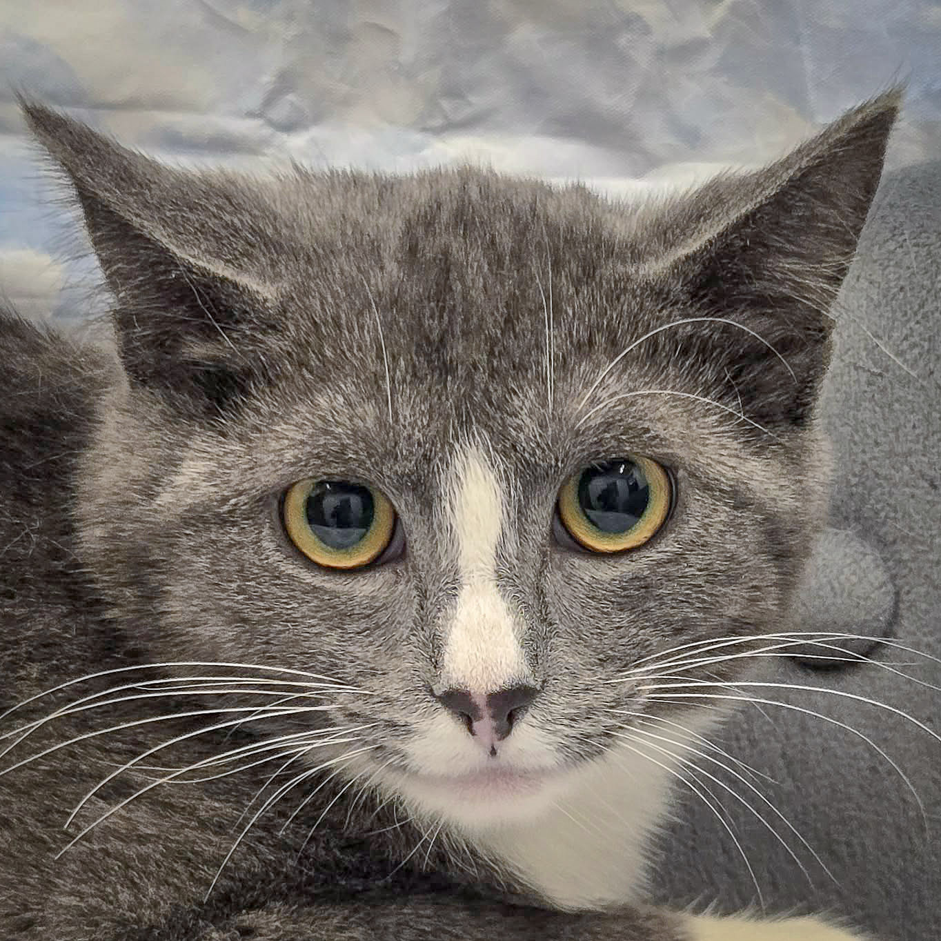 Pixel