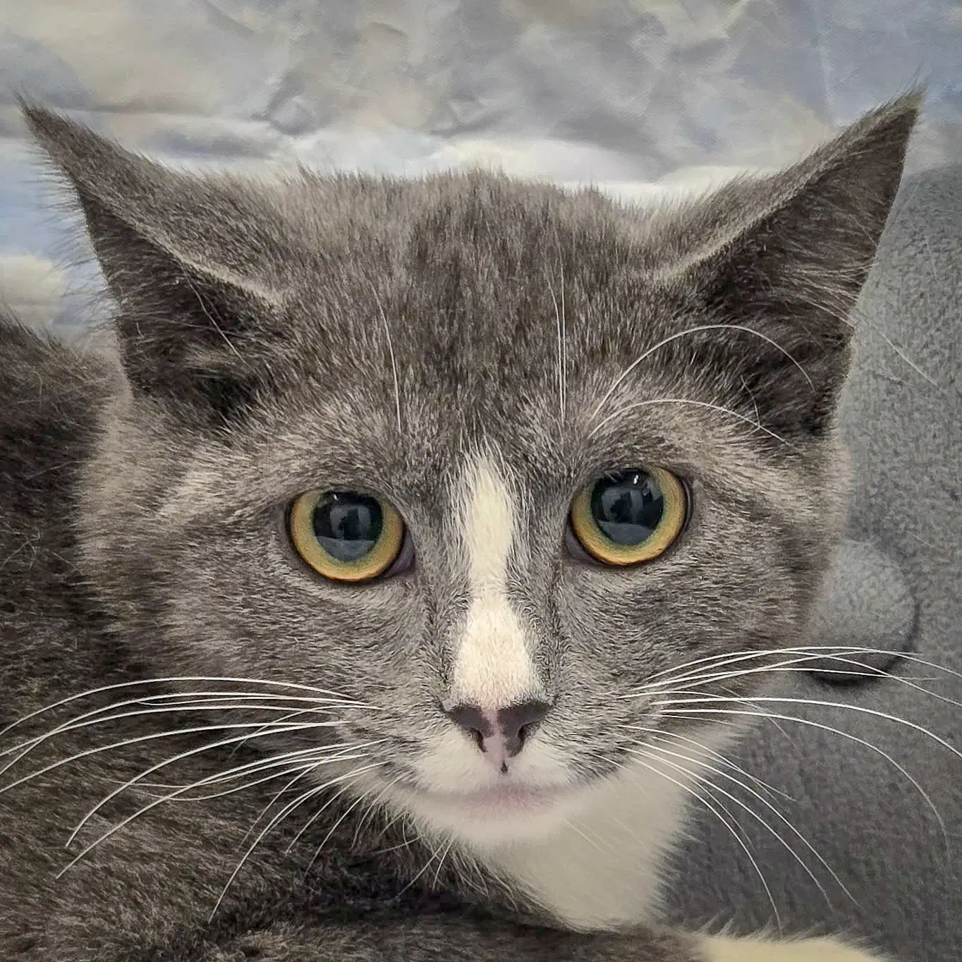 Pixel - Tuxedo
