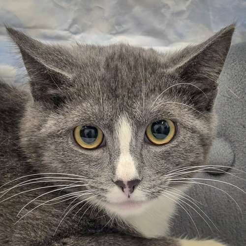 picture of the cat needing adoption
