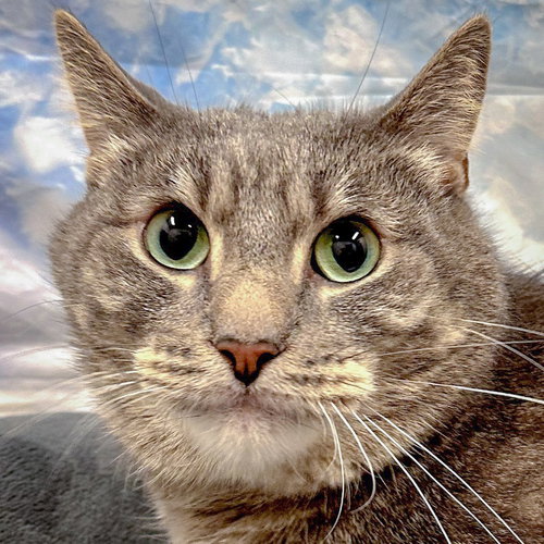 picture of the cat needing adoption