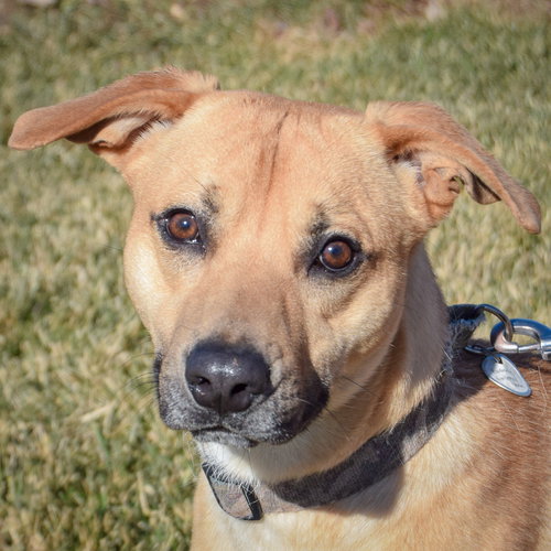 picture of the dog needing adoption