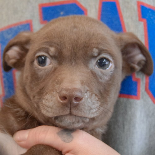 picture of the dog needing adoption