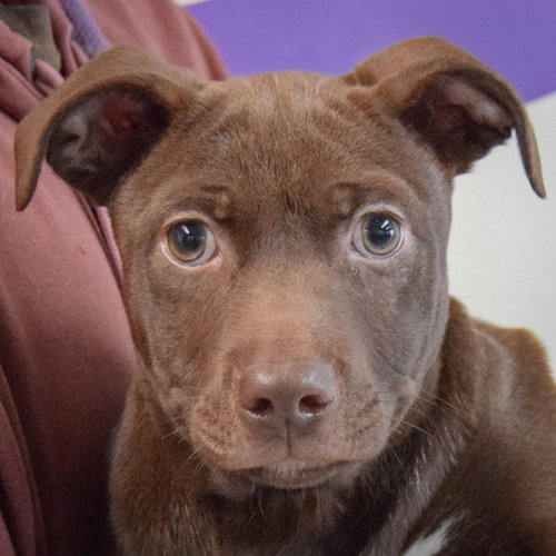 picture of the dog needing adoption