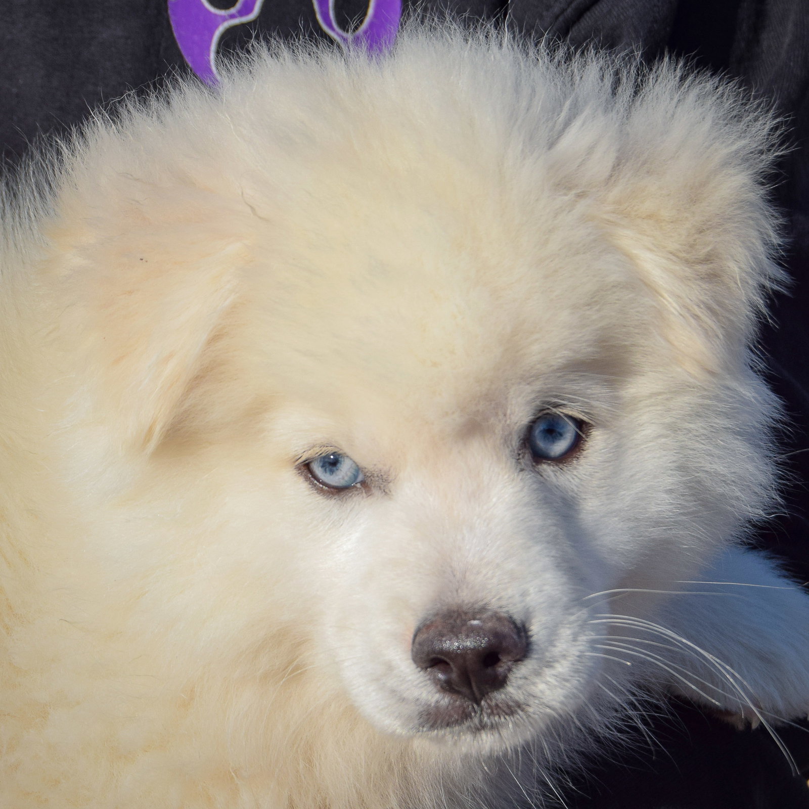 Siberian Husky