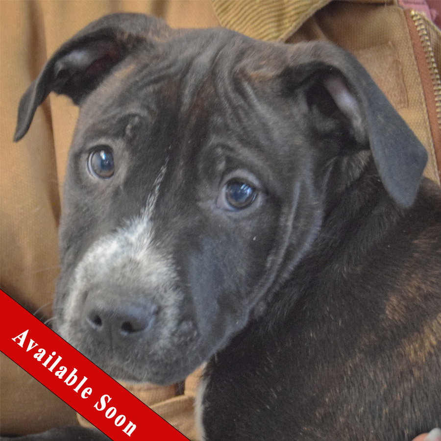 Pit Bull