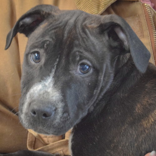 picture of the dog needing adoption
