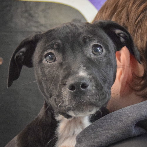 picture of the dog needing adoption