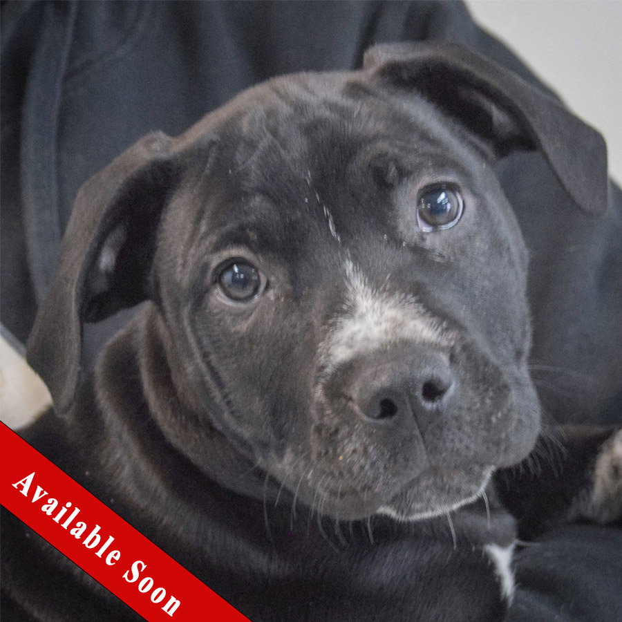 Pit Bull