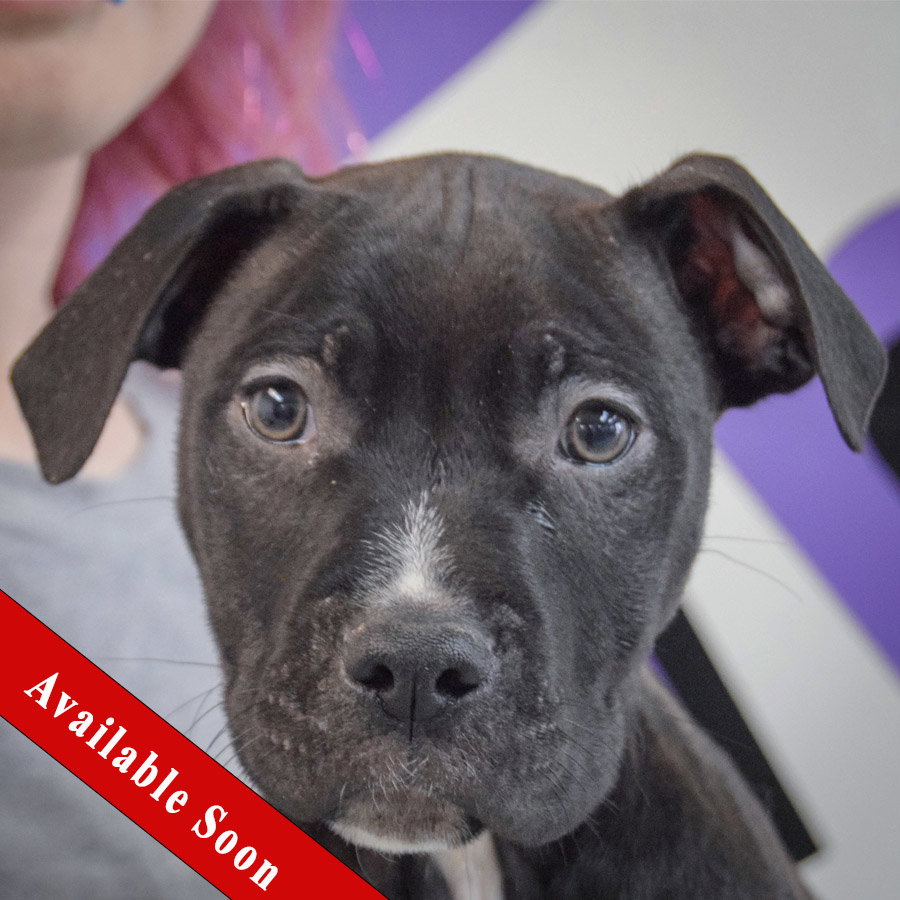 Pit Bull