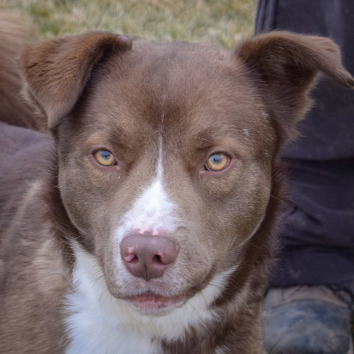 picture of the dog needing adoption