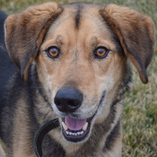 Hodie, an adoptable Collie in Huntley, IL
