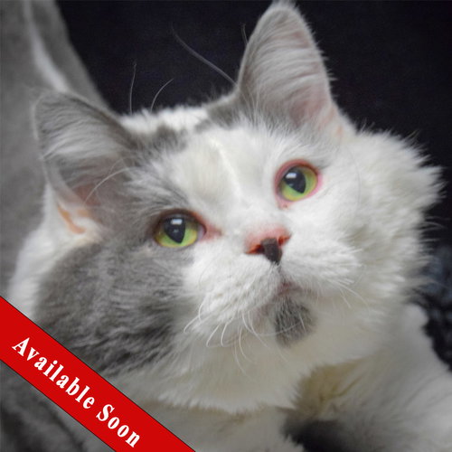 picture of the cat needing adoption