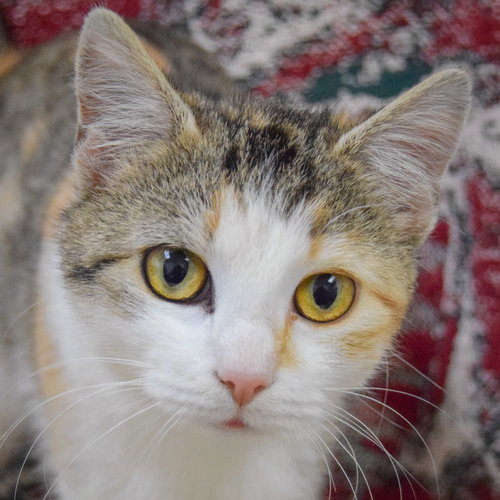 picture of the cat needing adoption