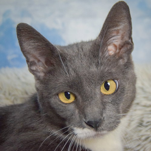 picture of the cat needing adoption