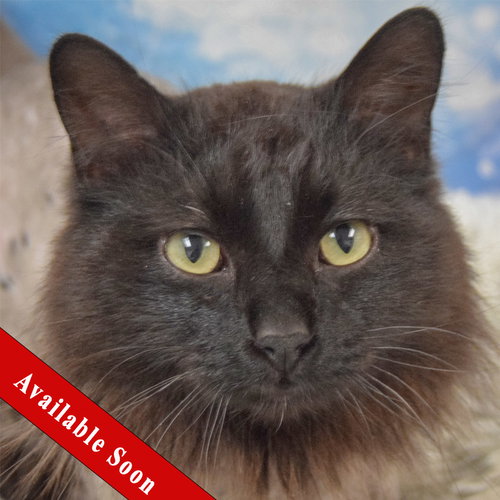 Midnight, an adoptable Bombay in Huntley, IL