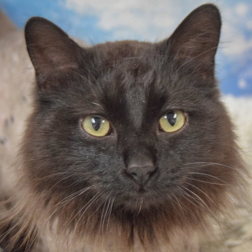 Midnight, Young Bombay / Domestic Long Hair / Mixed (long coat), cat for adoption in Bartlett, Illinois
