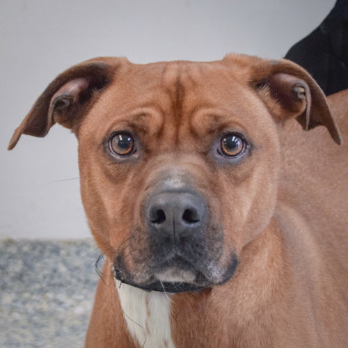 picture of the dog needing adoption