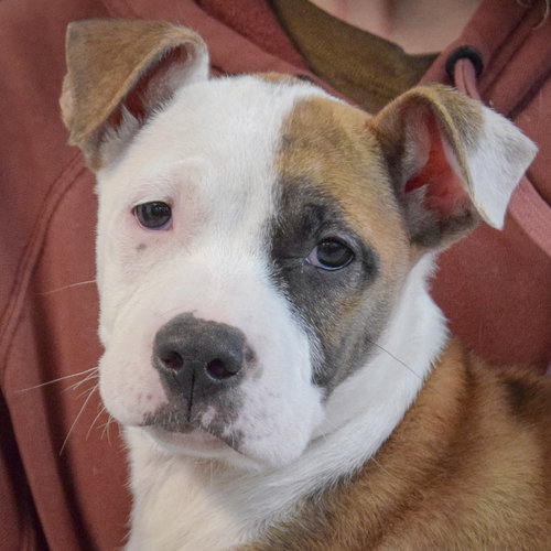 picture of the dog needing adoption